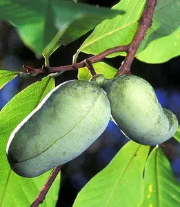 Ásimina trojlaločná 30 -40cm